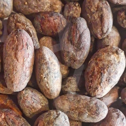 Semi interi Fave di Cacao Criollo Biologiche Crude Raw - 500g