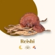 Reishi Ganoderma lucidum fungo Bio estratto a ultrasuoni - 56 capsule